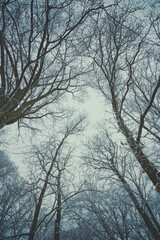 Obraz premium snow covered