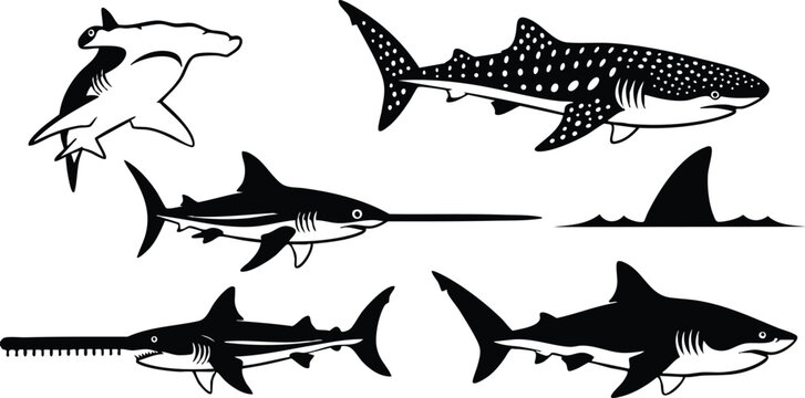 Vector art dynamic side view shark set showing hammerhead whale shark sawfish great white silhouettes with dorsal fin profile collection
