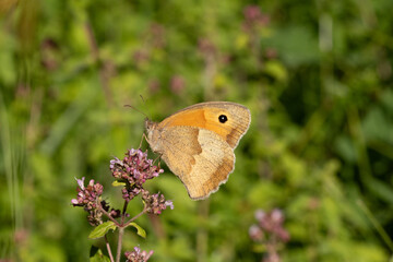 Myrtil (Maniola jurtina) Maniola jurtina in its natural element  © Eric