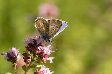 Argus bleu --- Azuré commun (Polyommatus icarus) Polyommatus icarus on an unidentified flower or plant  © Eric