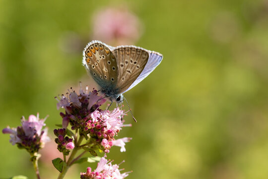 Argus bleu --- Azur&eacute; commun (Polyommatus icarus)
Polyommatus icarus on an unidentified flower or plant
