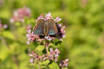 Cuivré fuligineux --- Argus myope (Lycaena tityrus) Lycaena tityrus in its natural element  © Eric