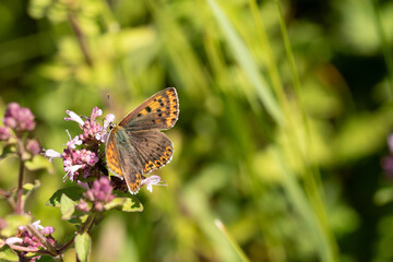Cuivré fuligineux --- Argus myope (Lycaena tityrus) Lycaena tityrus in its natural element  © Eric