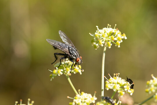 Mouche &agrave; damier (Sarcophaga spec.)
Sarcophaga spec. on an unidentified flower or plant
