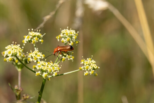 T&eacute;l&eacute;phore fauve --- Cantharide fauve (Rhagonycha fulva)
Rhagonycha fulva on an unidentified flower or plant
