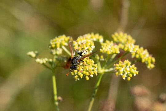 Poliste gaulois (Polistes dominula)
Polistes dominula in its natural element
