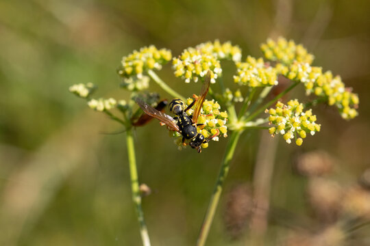 Poliste gaulois (Polistes dominula)
Polistes dominula in its natural element
