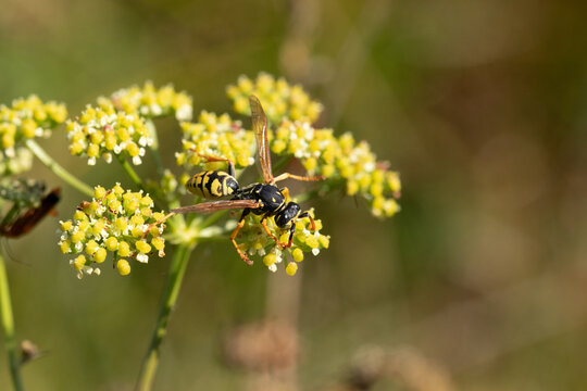 Poliste gaulois (Polistes dominula)
Polistes dominula in its natural element
