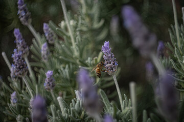 butterfly on lavender