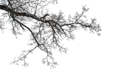 Bare winter tree branch isolated on transparent background