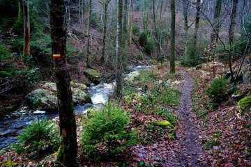 Obraz premium Wandern in den Ardennen - Belgien am Ninglinspo und der Ambleve - Unterwegs auf ursprünglichen Pfaden und Tälern