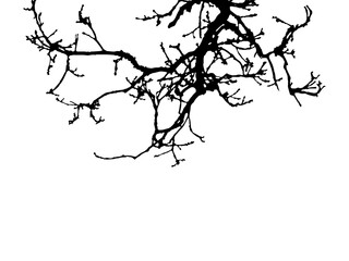 Obraz premium Natural tree branch silhouette isolated on white background