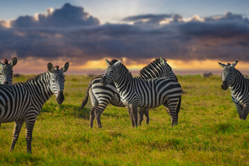 zebras in the savannah, Zebras in Africa, Kenya, Amboseli © prasanth
