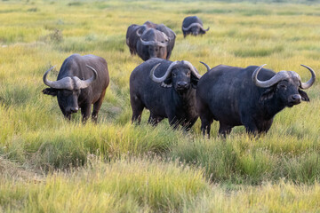 Obraz premium Cape Buffalo bison herd in tall grass in Amboseli National Park in the eastern African country of Kenya KEN