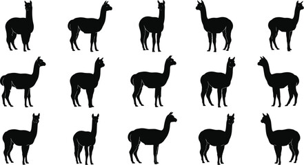 Alpaca llama silhouette collection, farm animal poses set, domestic livestock mammals, Andean wildlife vector illustration isolated bundle © MdJakirIbne