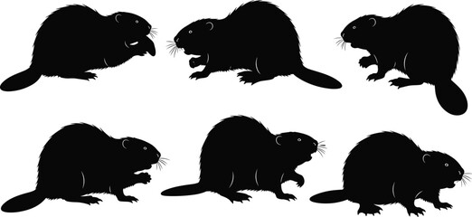 Fototapeta premium Beaver silhouette set, standing gnawing poses, wild rodent animal vector illustration, isolated woodland wildlife clipart collection bundle graphic