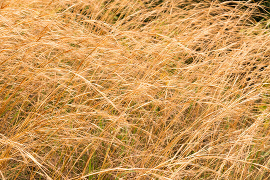 USA, Hawaii, Honolulu.  A thicket of grass