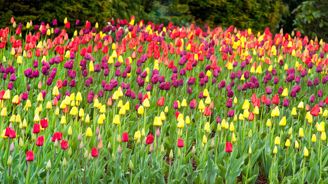 USA, WA, Mt Vernon.  Agricultural field of tulips.  Tulip bulbs are a major crop in the Skagit Valley