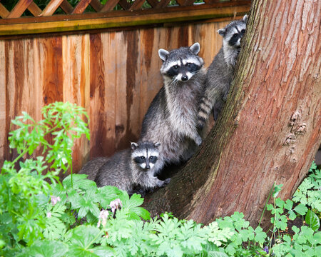 Canada, BC, Delta.  Family of racoons in residential backyard.