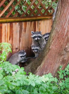 Canada, BC, Delta.  Family of racoons in residential backyard.
