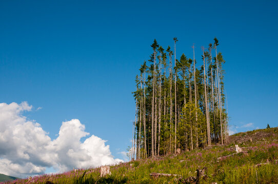 Canada, BC, Powell River.  Small group of tall trees left standing after logging operation.  BC Forest Service area near Lois Lake