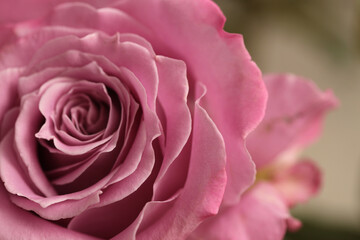 Close-up selective soft focus cream beie, pink,Rose Flower Petals, leaf. Natural macro blur background