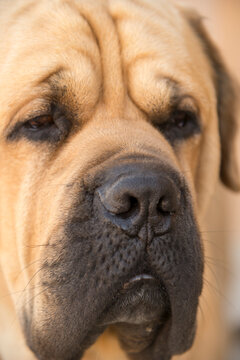 Canada, BC, Okanagan Valley.  Close-up of  Bull Mastiff dog.
