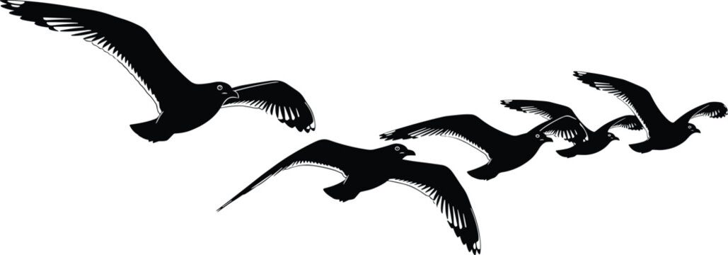 Flying seagull silhouette set, ocean bird flock in flight, spread wings wildlife vector illustration, isolated coastal animal clipart collection