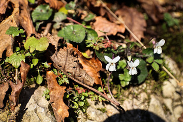 Naklejka premium White wild violet blooming in a forest in Georgia on a sunny day.