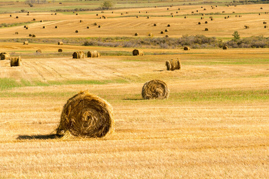 Canada, Alberta, Turner Valley.  Hay bales in ranchland south of Calgary