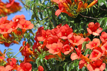 Trumpet Vine flowering in summer  © Jenny Thompson