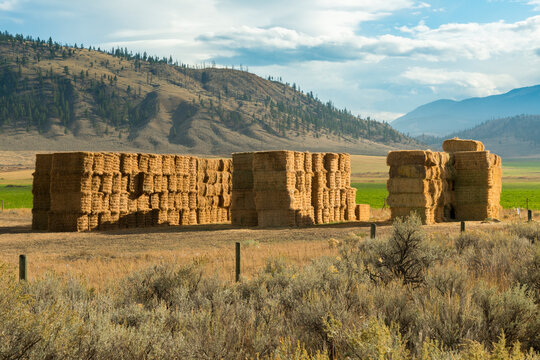 Canada, BC, Cache Creek.  Hay bails stacked in field after harvest in the fall.