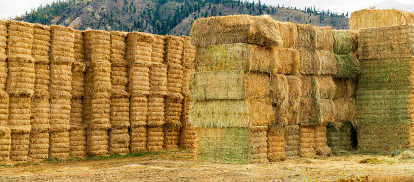 Canada, BC, Cache Creek.  Hay bails stacked in field after harvest in the fall.