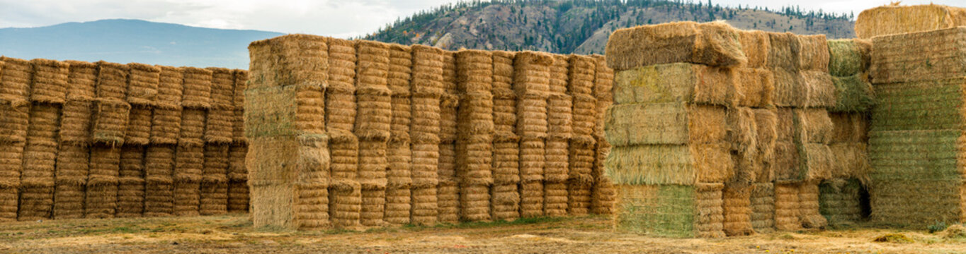 Canada, BC, Cache Creek.  Hay bails stacked in field after harvest in the fall.