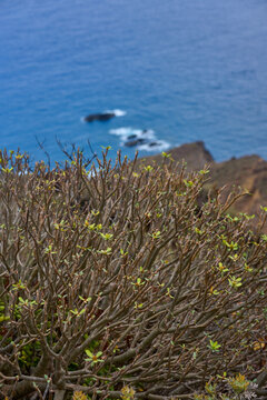 Verode Kleinia neriifolia on Anaga coastal cliff