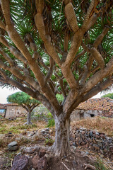 Fototapeta premium Dragon tree in abandoned Hacienda Las Palmas courtyard