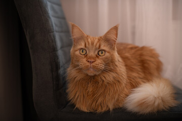 Ginger long haired cat sitting on dark armchair indoors