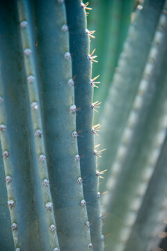 USA, Hawaii, Honolulu.  Close up of cactus in Cactus Garden near Diamond Head.