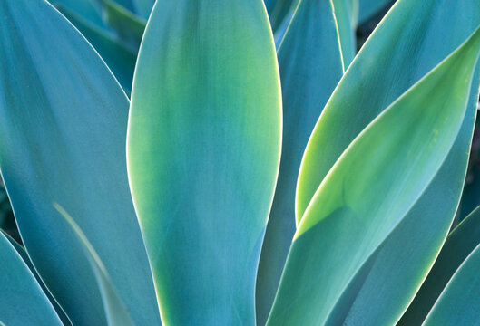 USA, Hawaii, Honolulu.  succulent leaves of agave plant in botanical garden.