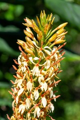Fototapeta premium Close up of an orange gingerlily (hedychium coccineum) plant in bloom