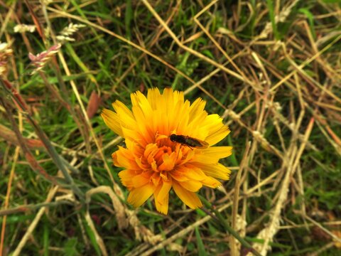 Small insect perched on a dandelion