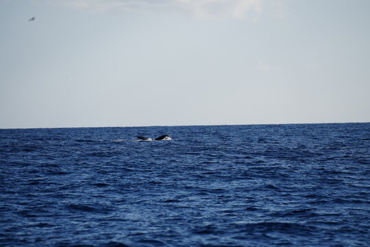 Whale tail breaching off the coast of Maui