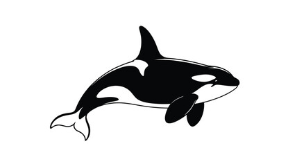 Obraz premium Majestic orca swimming in ocean waters with fin