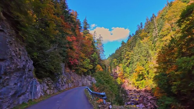 Driving through the Selva de Oza forest in Valley of Hecho, green broad-leaf and coniferous mixed forest. Occidental Valleys Natural Park, Aragonese Pyrenees, Huesca Province, Spain
