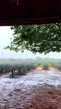 Agave field during rain seen from under a wooden roof. Rows of blue agave plants in a wet field under heavy rain, viewed from a sheltered porch.