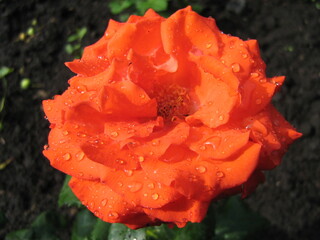 Macro photography of an orange blooming rose with water droplets, vibrant orange and dark earth tones symbolizing gardening and natural beauty (text + concept)