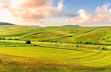 Obraz premium Scenic view at beautiful summer sunset in a wheaten shiny field with golden wheat and sun rays, deep blue cloudy sky and road, rows leading far away, valley landscape