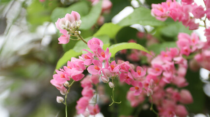 Fototapeta premium Beautiful bloom Antigonon pink flower with nature blurred background 