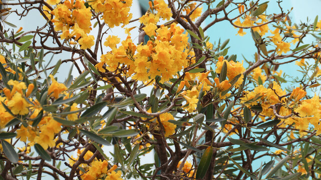 Yellow elder or Tecoma stans or terompet kuning or lonceng kuning or Bignoniaceae are blooming in the garden