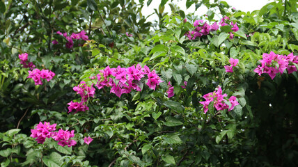 Beautiful Bougainvillea or bougenville flowers in the garden